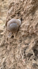Levantina spiriplana