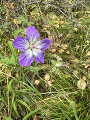 Geranium wlassovianum