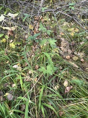 Geranium wlassovianum