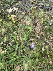 Geranium wlassovianum