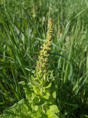 Blitum bonus-henricus