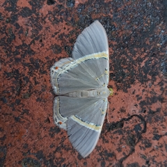 Phrygionis privignaria