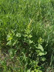 Blitum bonus-henricus