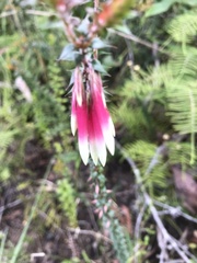 Epacris longiflora