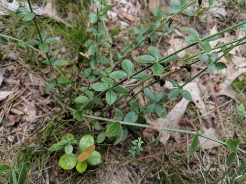 Galium pilosum var. pilosum