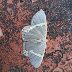 Phrygionis privignaria