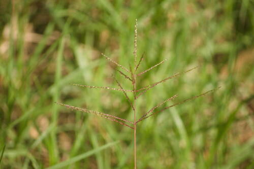 Digitaria abyssinica observed 2022-10-28