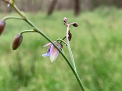 Dianella longifolia longifolia