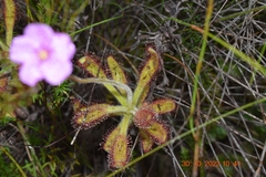 Drosera hilaris