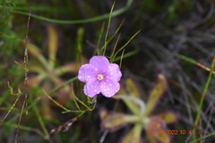 Drosera hilaris