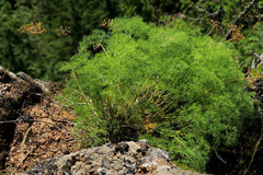 Lomatium klickitatense