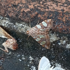 Glyphodes sibillalis