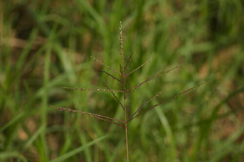 Digitaria abyssinica