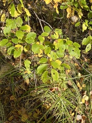 Salix taraikensis