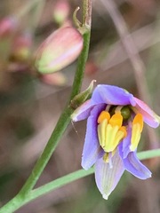 Dianella longifolia longifolia