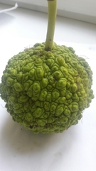 Maclura pomifera