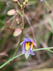 Dianella longifolia longifolia