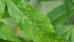 Prospodium transformans