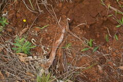 Anthoxanthum odoratum