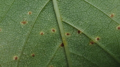 Prospodium transformans