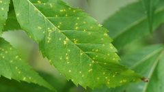 Prospodium transformans