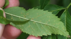 Prospodium transformans