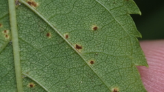 Prospodium transformans