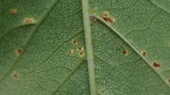 Prospodium transformans