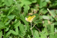 Arachis pintoi