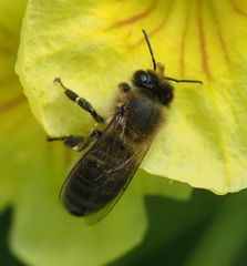 Apis mellifera