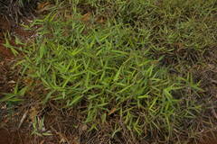 Melinis minutiflora