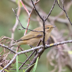Phylloscopus collybita