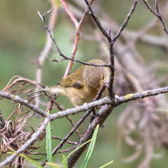Phylloscopus collybita