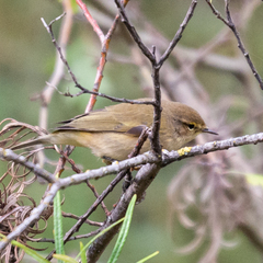Phylloscopus collybita