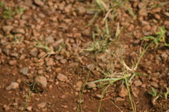 Eragrostis tenuifolia
