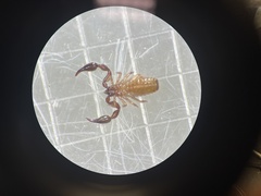 Haplochernes funafutensis