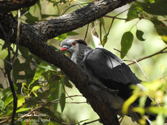 Lopholaimus antarcticus