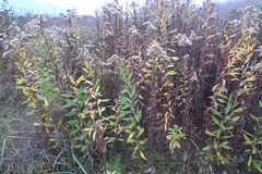 Solidago gigantea