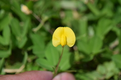 Arachis pintoi