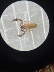 Haplochernes funafutensis