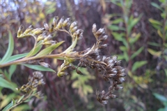 Solidago gigantea