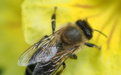 Apis mellifera