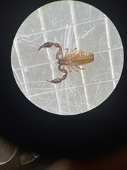 Haplochernes funafutensis