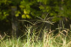 Digitaria eriantha
