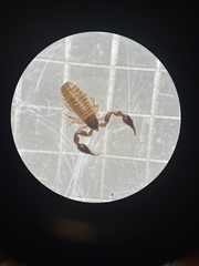 Haplochernes funafutensis