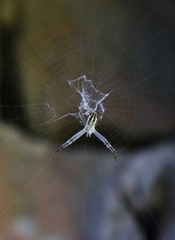 Argiope dang