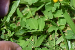 Arachis pintoi