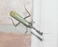 Pseudovates chlorophaea