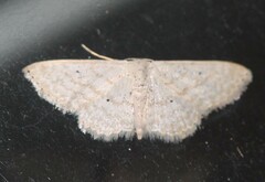 Scopula benitaria