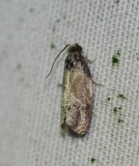 Eumarozia malachitana